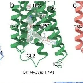 上海药物研究所徐华强等合作最新Cell Discovery