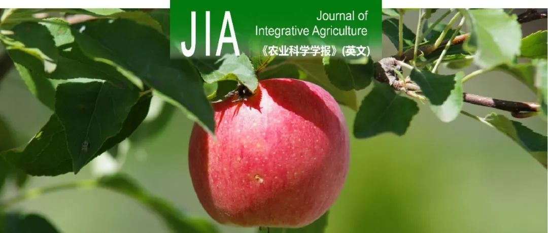 JIA｜山东理工大学李富军教授团队转录因子MdERF2调控苹果表皮蜡质合成的机制研究
