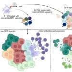 Nat Immunol | 中科院吕伟与合作者研究发现T细胞受体信号通路强度与肿瘤中T细胞耗竭性分化关系