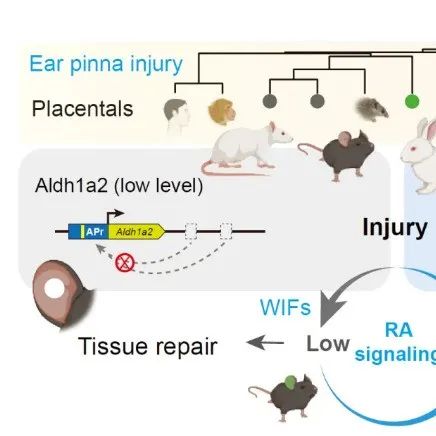 Science | 北京生命科学研究所王伟实验室揭示哺乳动物再生能力调控的关键分子开关