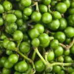 《食品科学》：西南民族大学郝刚副教授等：山苍子精油对枝孢菌的抑菌活性及其作用机制