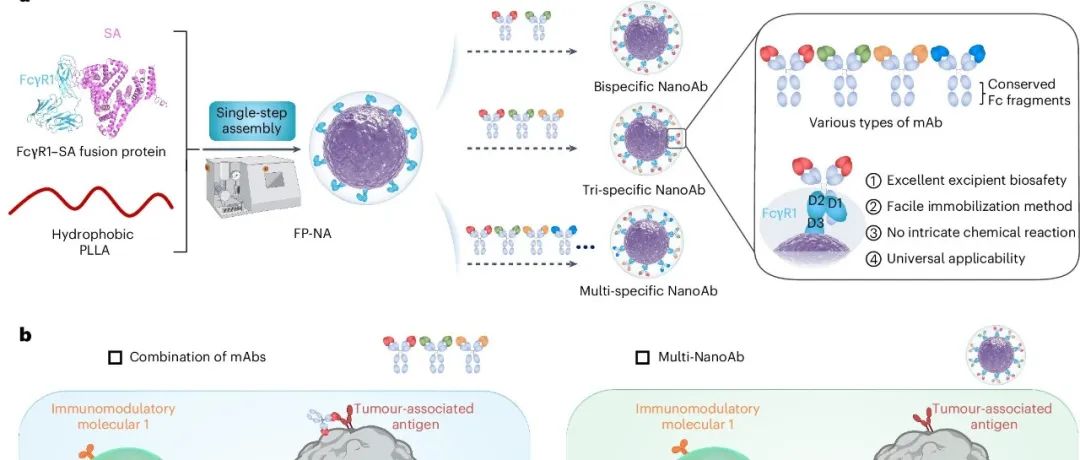 华南理工王均教授团队 Nat. Biomed. Eng.：精准打击肿瘤新利器 - 在肿瘤免疫治疗领域取得重要研究进展