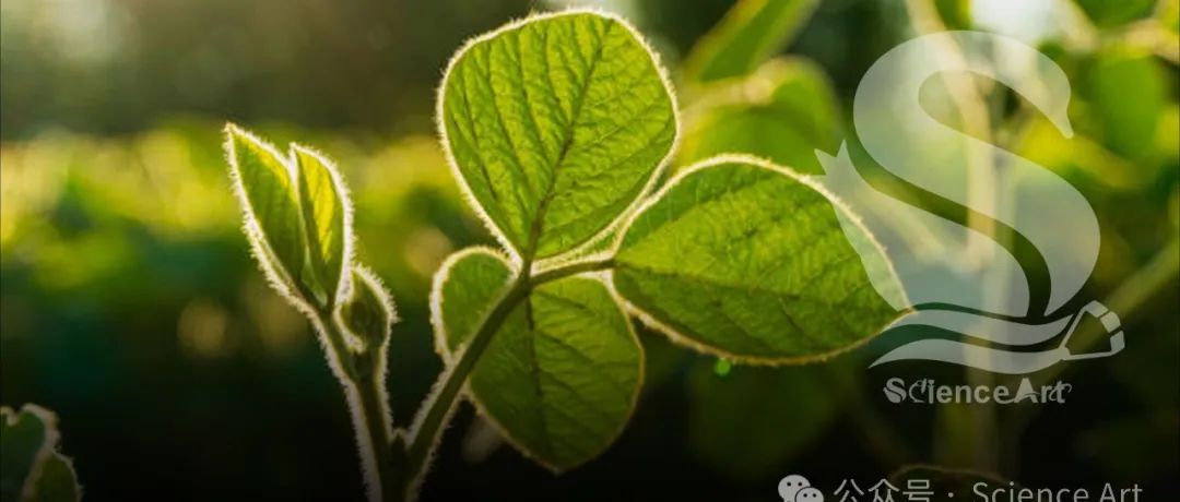 Nat plants| 南京农大王燕/王源超团队发现保守的疫霉菌酶靶向类受体激酶BAK1以抑制植物免疫