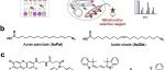 J. Am. Chem. Soc. | 用细胞器选择性Click反应对脂肪酸代谢进行亚细胞分析