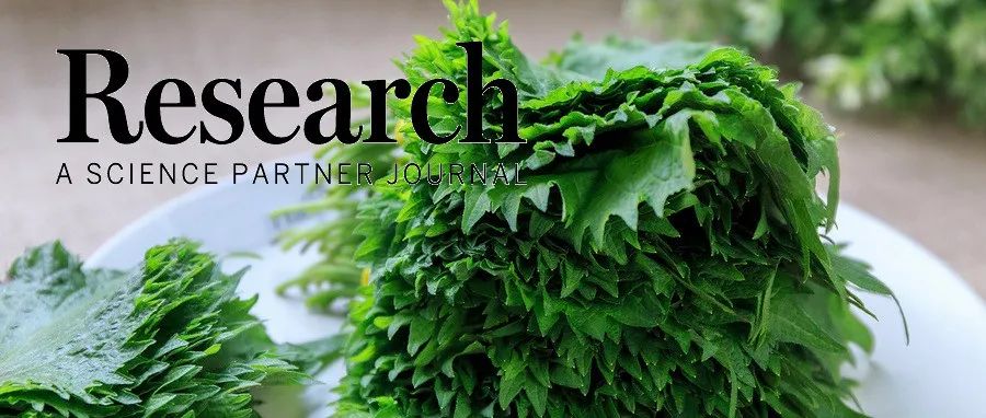 Research|紫苏叶细胞外囊泡样颗粒跨界递送miRNA治疗银屑病新机制