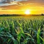 南京农业大学王源超教授团队最新Nature Plants