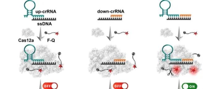 Nano Lett. &#166;带有简单、工程化crRNA的CRISPR/Cas12a实现了多种核酸生物标志物分析
