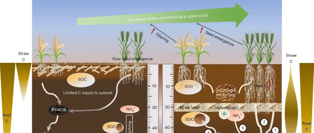 底土固碳新策略丨NAT GEOSCI：可持续深土管理策略促进土壤固碳和作物增产