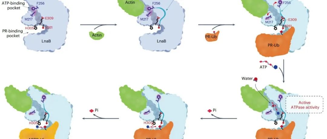 Nat Chem Biol丨福建师范大学欧阳松应等揭示了肌动蛋白依赖性细菌磷酸化AMPylase的结构和机制
