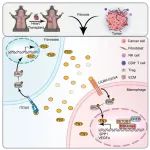 PNAS | 华中科技大学陈知水/兰培祥研究揭示了巨噬细胞组蛋白甲基化作为治疗纤维化相关疾病的潜在靶点