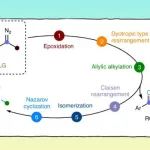【Nat. Chem.】上海有机所王晓明：在卡宾介导甲酰胺的氧转移多米诺反应方面取得研究进展