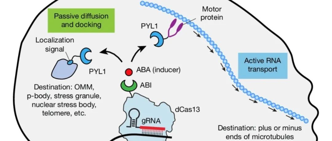 文献速递 | CRISPR-TO 系统用于活细胞 RNA 的时空精准操控