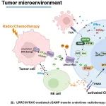 Sci Immunol | 中科院肖晖组揭示LRRC8/VRAC转运cGAMP提升NK和T细胞的杀伤功能促进肿瘤放/化疗的新机制