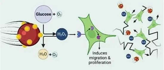 【ACS Nano】通过原位生成生化信号实现纳米机器人与细胞间的信息传递