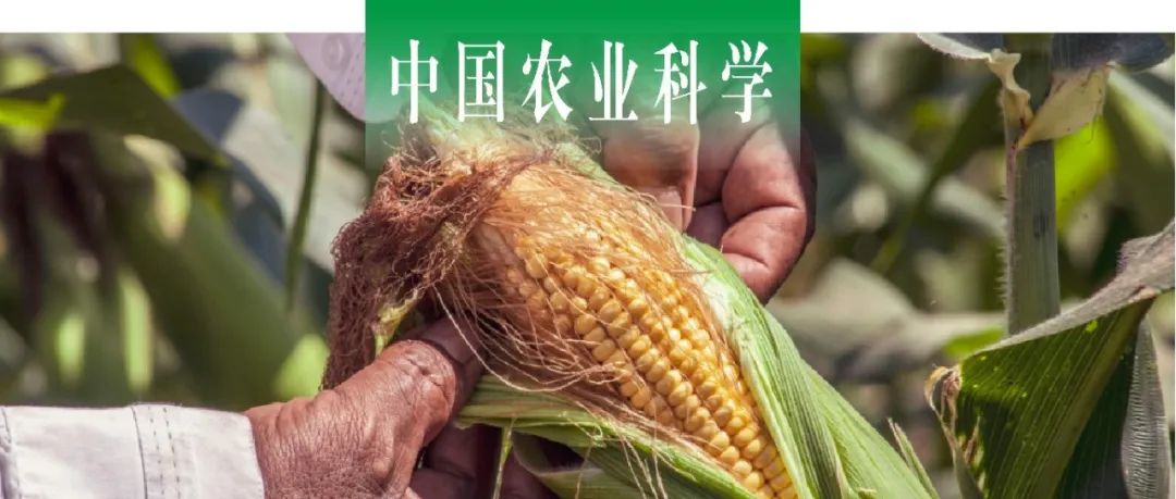 中国农业科学｜山东农大张吉旺课题组探析不同氮素形态对夏玉米产量和品质的影响