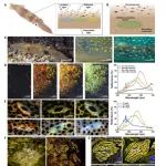 Science: 受鱿鱼启发 → 开发出新型多光谱复合材料 - UCI Alon A. Gorodetsky教授团队