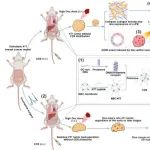 温州医科大学J.Nanobiotechnology：基于阿霉素清道夫安全提升阿霉素剂量及其与不同治疗策略联合治疗三阴性乳腺癌
