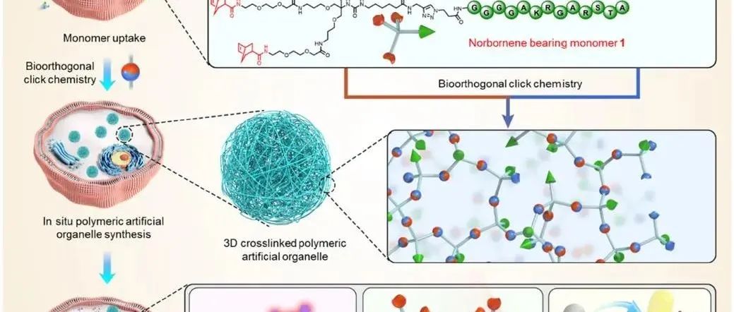 J. Am. Chem. Soc. | 在活细胞中原位合成多功能人工细胞器3D聚合物
