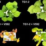 Nature子刊 | 分子植物科学卓越创新中心段成国研究组揭示棉花黄萎病菌与生防细菌互作新机制