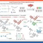 【Angew. Chem.】山东师大唐波/王慧：首个三色分子荧光探针，实现肝纤维化铁死亡机制的突破性成像研究