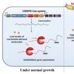 NAR | 华中科技大学生命学院闫云君团队揭示III-A型CRISPR-Cas系统新功能