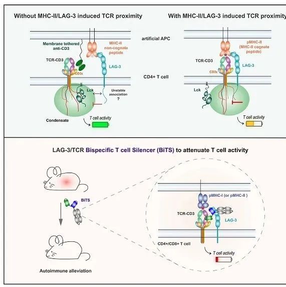 Cell | 中科院娄继忠研究组与合作者揭示LAG-3顺式邻近激活机制和自免治疗新策略