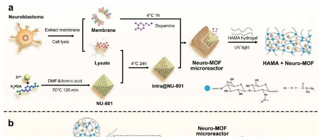 HAMA+Neuro-MOF复合水凝胶用于皮肤烧伤中的感觉恢复和毛囊新生