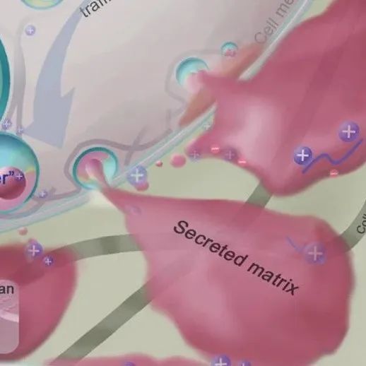 Sci Transl Med丨浙江大学欧阳宏伟等开发了一种使用阳离子聚合物增加人类软骨GAG的高效益策略！