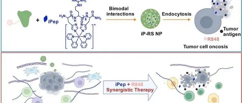 Biomaterials &#166;GSH激活和溶细胞iPep-偶联免疫纳米激动剂用于癌症协同治疗