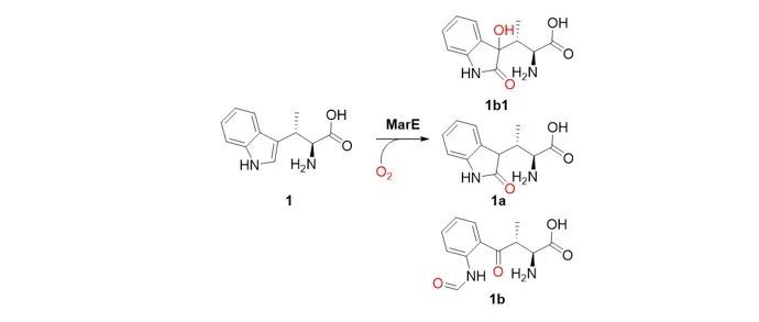 阅读 Angew | 2-氧吲哚生物合成中单加氧酶MarE的催化多功能性