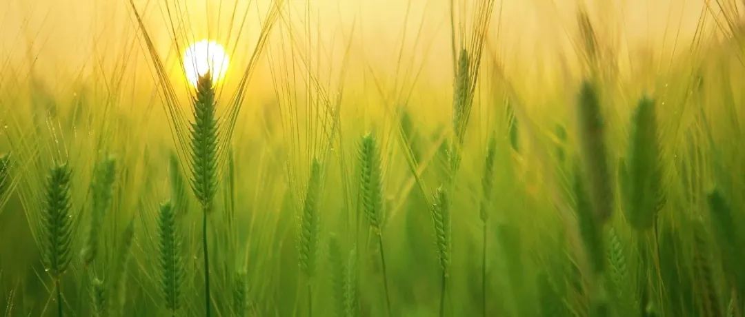 Nature | 植物通过感知气体扩散来监测其屏障的完整性！附专家点评
