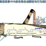 Nature | 中科院动物所康乐团队与合作者突破昆虫信息素发现到应用的最后瓶颈：蝗虫群聚信息素4VA的生物合成解码与行为操控