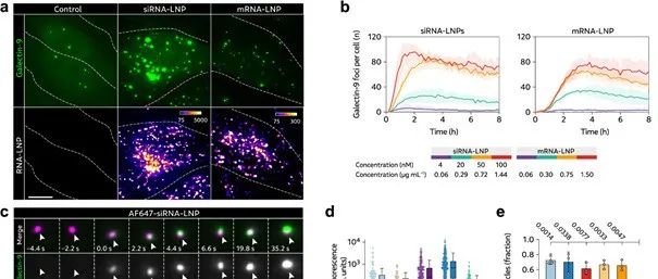 【Nature Communications】RNA药物进不了胞质？揭秘LNP递送的“隐形障碍”