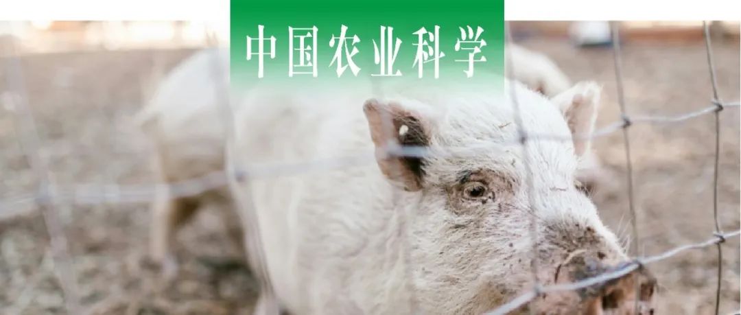 中国农业科学｜湖北省农科院毕延震课题组探究SCD5通过TRIM15调控脂滴数量的机制
