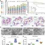 中国农业科学院麻类研究所侯春生研究员团队 ACS Nano：黄麻纳米纤维素精准调控肠道菌群，重建微塑料损伤的肠道微生态平衡