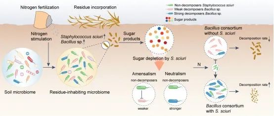 Nature Communications | 中国农科院区划所揭示氮肥诱导的富营养型非分解菌在秸秆分解中的关键作用