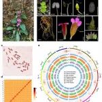 河南农业大学农学院王丰青教授团队在Nature子刊发表重要研究成果