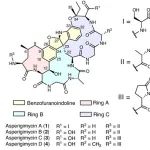 Nat. Chem. Biol. | 一类具有抗癌活性的含苯并呋喃并吲哚啉七环真菌核糖体合成肽