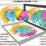【科技前沿】Nature | 骆清铭团队以1微米各向同性分辨率绘制小鼠三维脑区和立体定位图谱