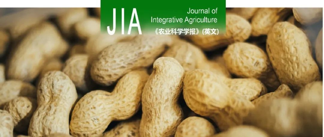JIA｜山东省花生研究所抗逆育种团队在花生株高与分枝性状QTL定位方面取得重要进展