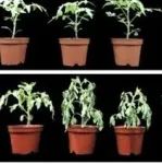 南京农业大学在读硕士生一作在植物科学一区Top期刊（IF：9.3）发文在番茄高温胁迫抗性机制方面取得新进展