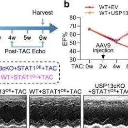 Nature Commun丨温州医科大学王怡/梁广研究发现了USP13对肥厚型心肌细胞的有益作用