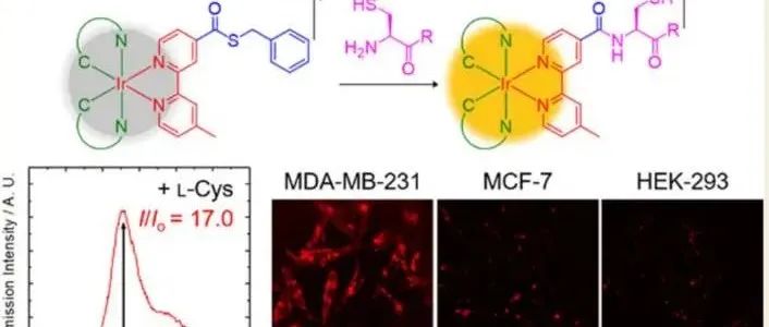 JACS Au &#166;利用铱（III）硫酯配合物的氨基硫醇特异性磷光响应开发细胞内传感器和癌症光疗药物