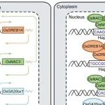 Sci Adv | 华南农业大学王州飞研究发现OsNAC3与OsDREB1A之间的反馈转录调控促进水稻萌发后生长