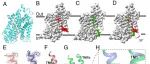 PNAS | 中国科学技术大学佘继课题组在牛磺酸跨膜转运机制研究中取得进展