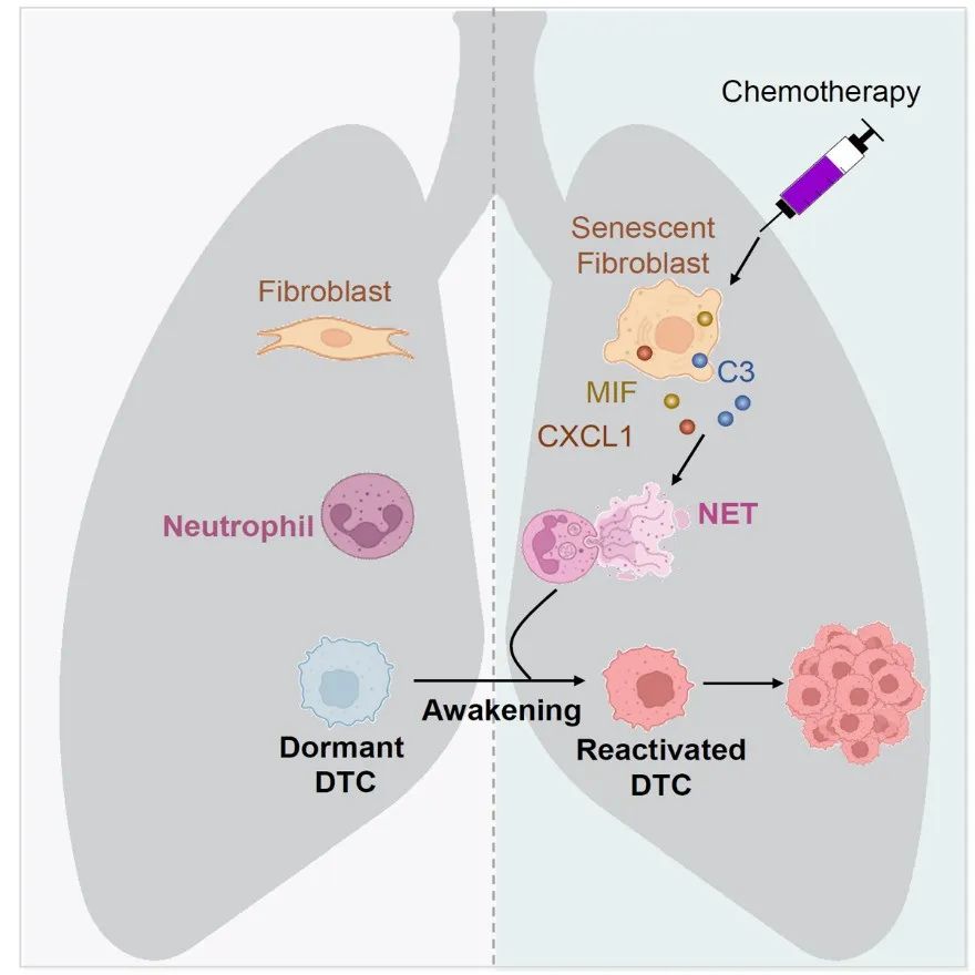 Cancer Cell | 中科院营养与健康所胡国宏研究组揭示化疗唤醒休眠乳腺癌细胞导致转移复发