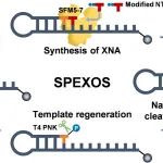 深圳先进院梅辉/华南理工大学陈庭坚Nucleic Acids Research：开发非天然核酸（XNA）固相酶促合成平台