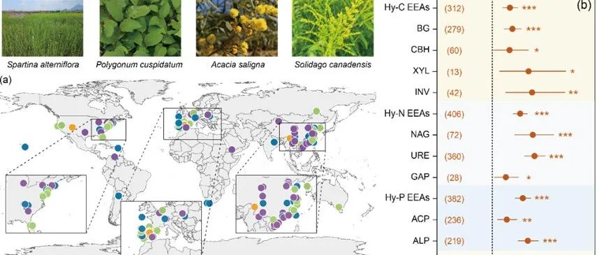 福州大学罗敏教授团队GEB最新成果：植物入侵对土壤胞外酶活性的全球格局与驱动机制研究