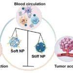 ACS Nano：硬度可调的PEG纳米颗粒的多层纳米结构可调节生物-纳米相互作用和靶向药物递送