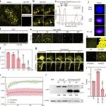 福建农林大学联合其它单位在Nature子刊发文揭示植物病毒通过相分离干扰小RNA生成的新机制